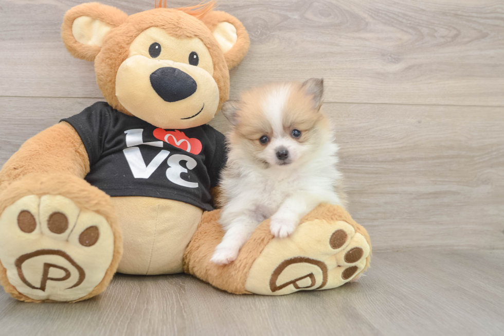 Little Pomeranian Baby