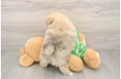 Pomeranian Puppy for Adoption