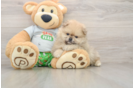 Hypoallergenic Pomeranian Purebred Pup