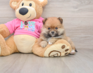 8 week old Pomeranian Puppy For Sale - Pilesgrove Pups