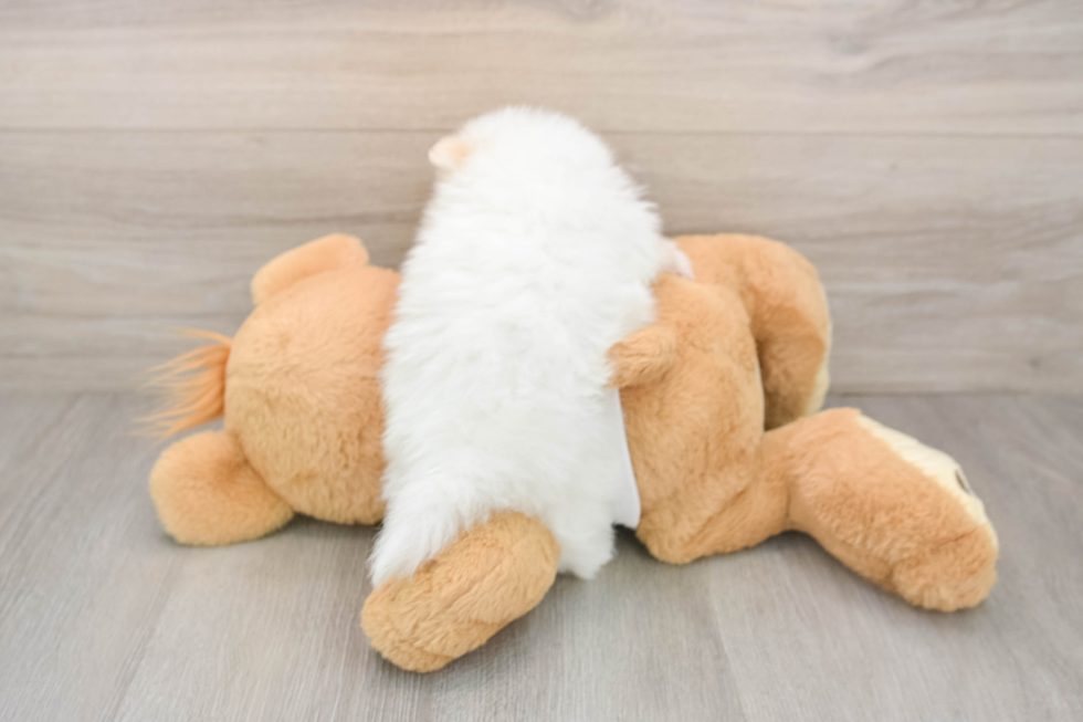 Pomeranian Pup Being Cute