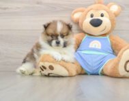 8 week old Pomeranian Puppy For Sale - Pilesgrove Pups