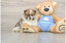 Petite Pom Pom Purebred Puppy