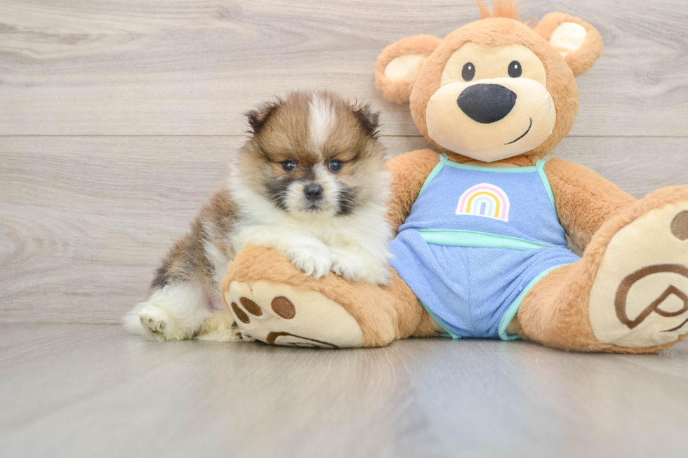 Petite Pom Pom Purebred Puppy