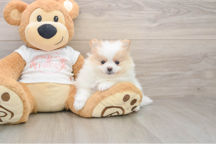 Hypoallergenic Pomeranian Purebred Pup