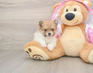 9 week old Pomeranian Puppy For Sale - Pilesgrove Pups