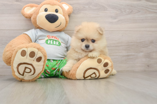 TRINITY, a Pomeranian littermate