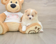 8 week old Pomeranian Puppy For Sale - Pilesgrove Pups