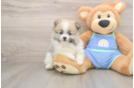 Pomeranian Pup Being Cute