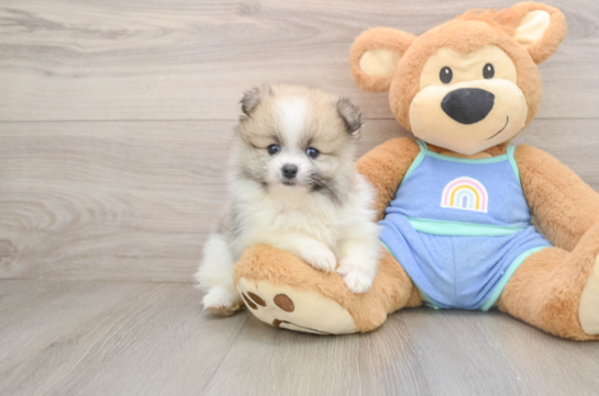 Pomeranian Pup Being Cute