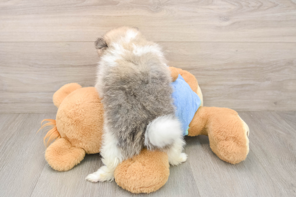 Pomeranian Pup Being Cute