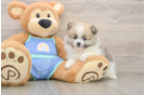 Best Pomeranian Baby
