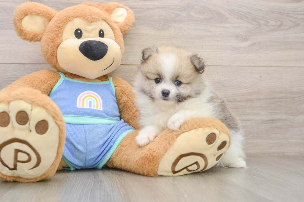 Best Pomeranian Baby