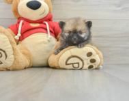 7 week old Pomeranian Puppy For Sale - Pilesgrove Pups