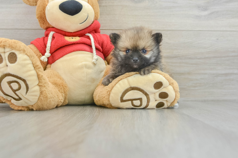 6 week old Pomeranian Puppy For Sale - Pilesgrove Pups