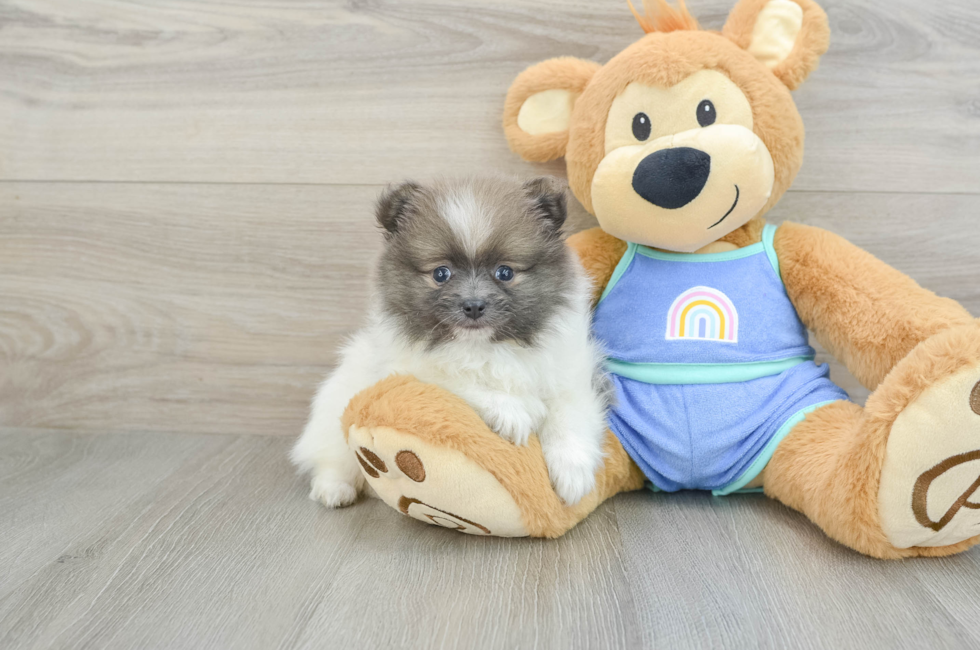 8 week old Pomeranian Puppy For Sale - Pilesgrove Pups