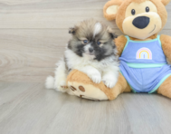 8 week old Pomeranian Puppy For Sale - Pilesgrove Pups