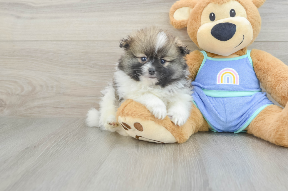 8 week old Pomeranian Puppy For Sale - Pilesgrove Pups