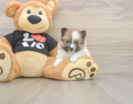 7 week old Pomeranian Puppy For Sale - Pilesgrove Pups