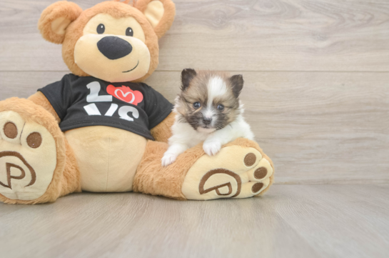 5 week old Pomeranian Puppy For Sale - Pilesgrove Pups Pomeranian Pup Being Cute