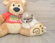 8 week old Pomeranian Puppy For Sale - Pilesgrove Pups