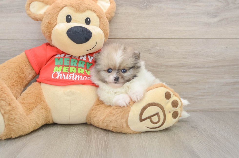 6 week old Pomeranian Puppy For Sale - Pilesgrove Pups