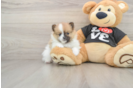 Small Pomeranian Baby