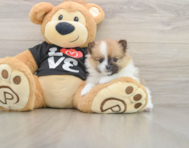 7 week old Pomeranian Puppy For Sale - Pilesgrove Pups