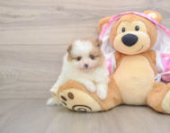 9 week old Pomeranian Puppy For Sale - Pilesgrove Pups
