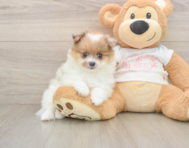 7 week old Pomeranian Puppy For Sale - Pilesgrove Pups