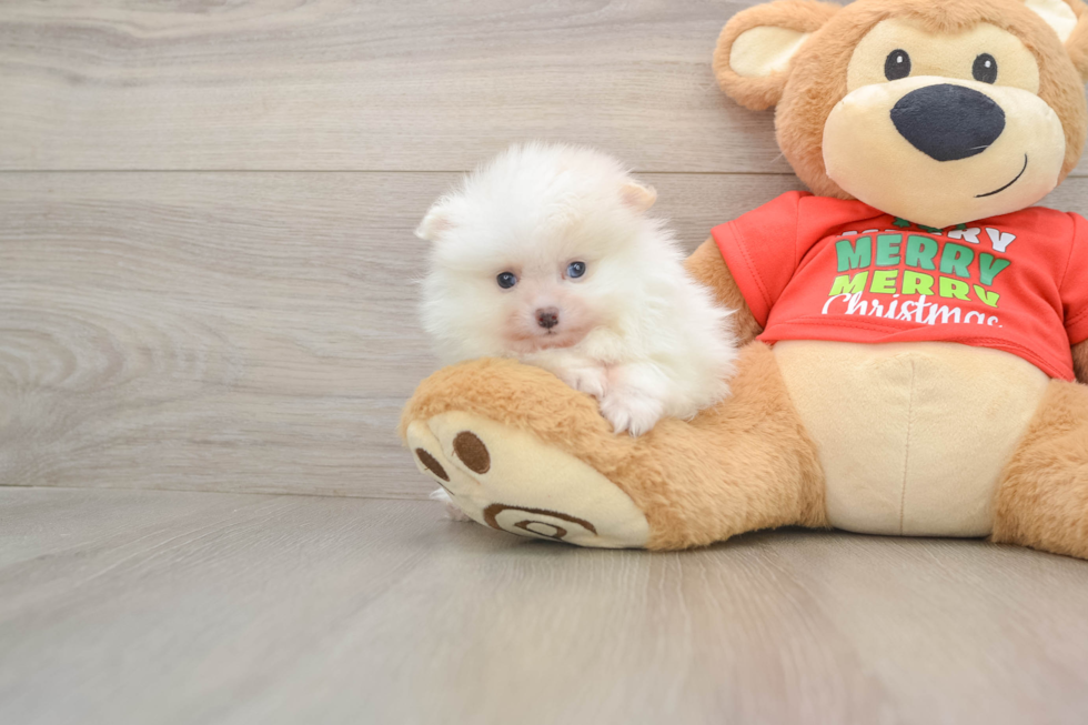 Akc Registered Pomeranian Baby