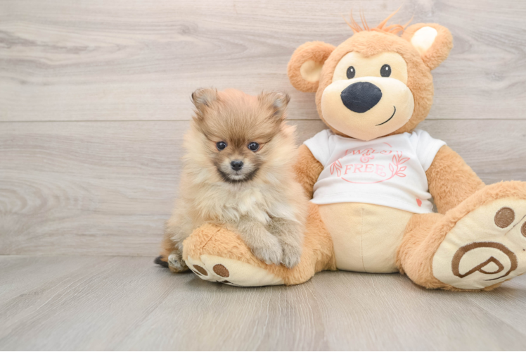 Pomeranian Puppy for Adoption
