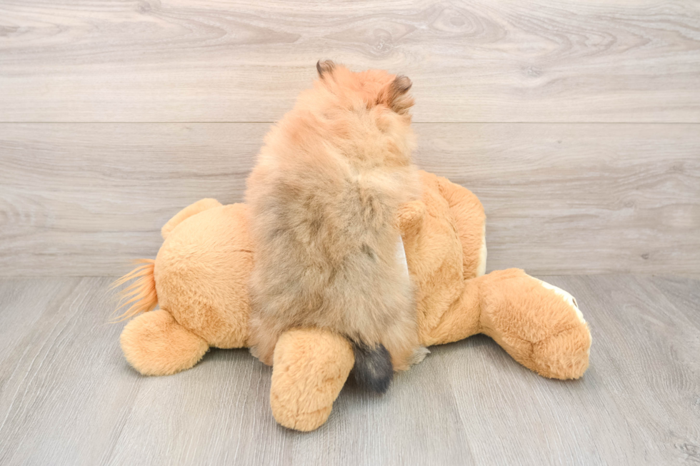 Hypoallergenic Pomeranian Baby