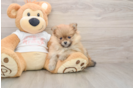 Hypoallergenic Pomeranian Baby
