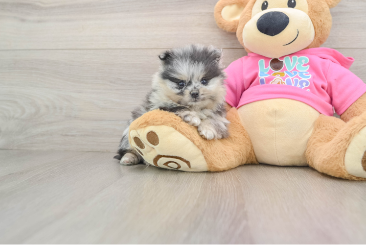 Pomeranian Pup Being Cute