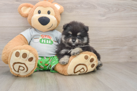TRUDY, a Pomeranian littermate