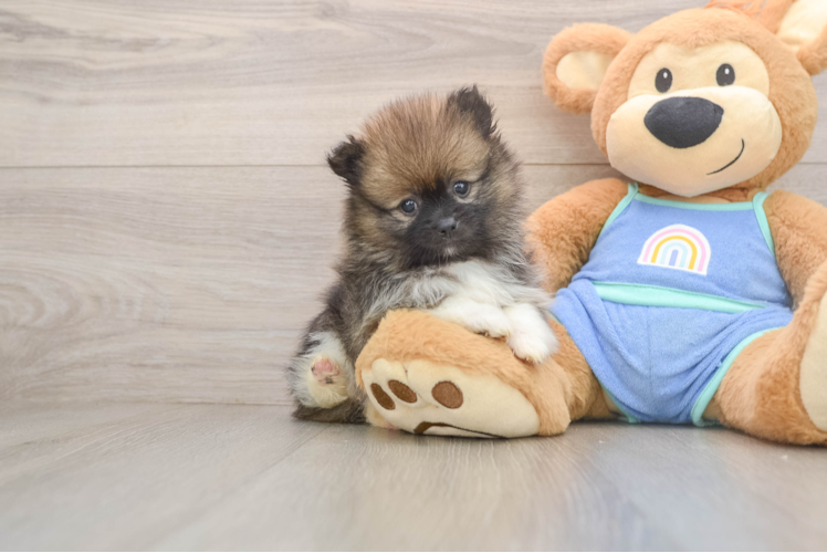 Little Pomeranian Baby