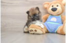 Little Pomeranian Baby