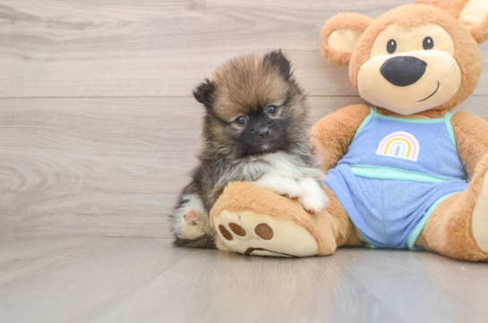 Little Pomeranian Baby