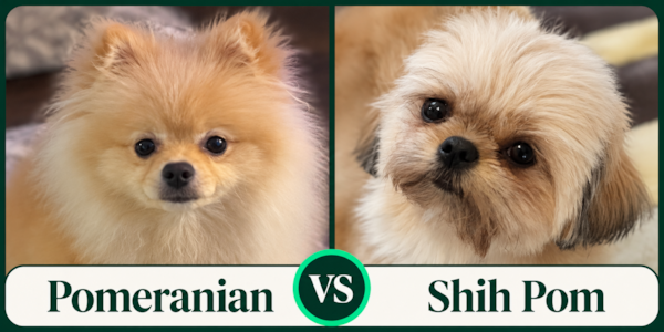 Pomeranian vs Shih Pom: Which Is Right for You?