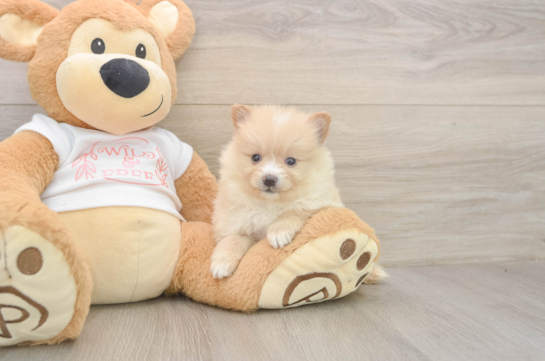 6 week old Pomeranian Puppy For Sale - Pilesgrove Pups Pomeranian Puppy for Adoption