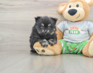 7 week old Pomeranian Puppy For Sale - Pilesgrove Pups