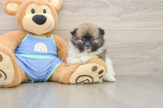 Pomeranian Pup Being Cute