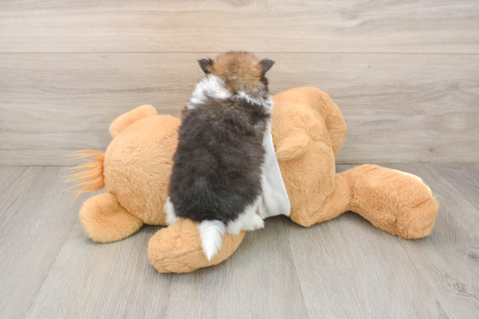 Adorable Deutscher Spitz Purebred Puppy