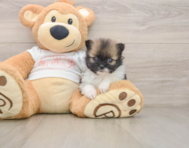 8 week old Pomeranian Puppy For Sale - Pilesgrove Pups