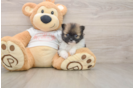 Pomeranian Pup Being Cute