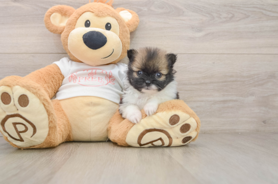 Pomeranian Pup Being Cute