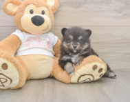 7 week old Pomeranian Puppy For Sale - Pilesgrove Pups