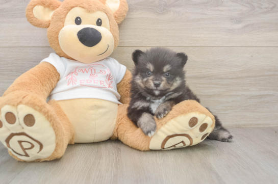 6 week old Pomeranian Puppy For Sale - Pilesgrove Pups Little Pomeranian Purebred Pup