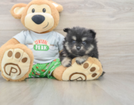 8 week old Pomeranian Puppy For Sale - Pilesgrove Pups